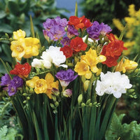 Multi Freesia Blumensamen zur Aussaat – sonnenliebend – Traditionssorte & ohne Gentechnik Samen Hausgarten