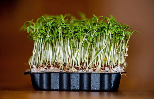 Upland Cress Samen Barbarea verna producing American Land Cress foliage