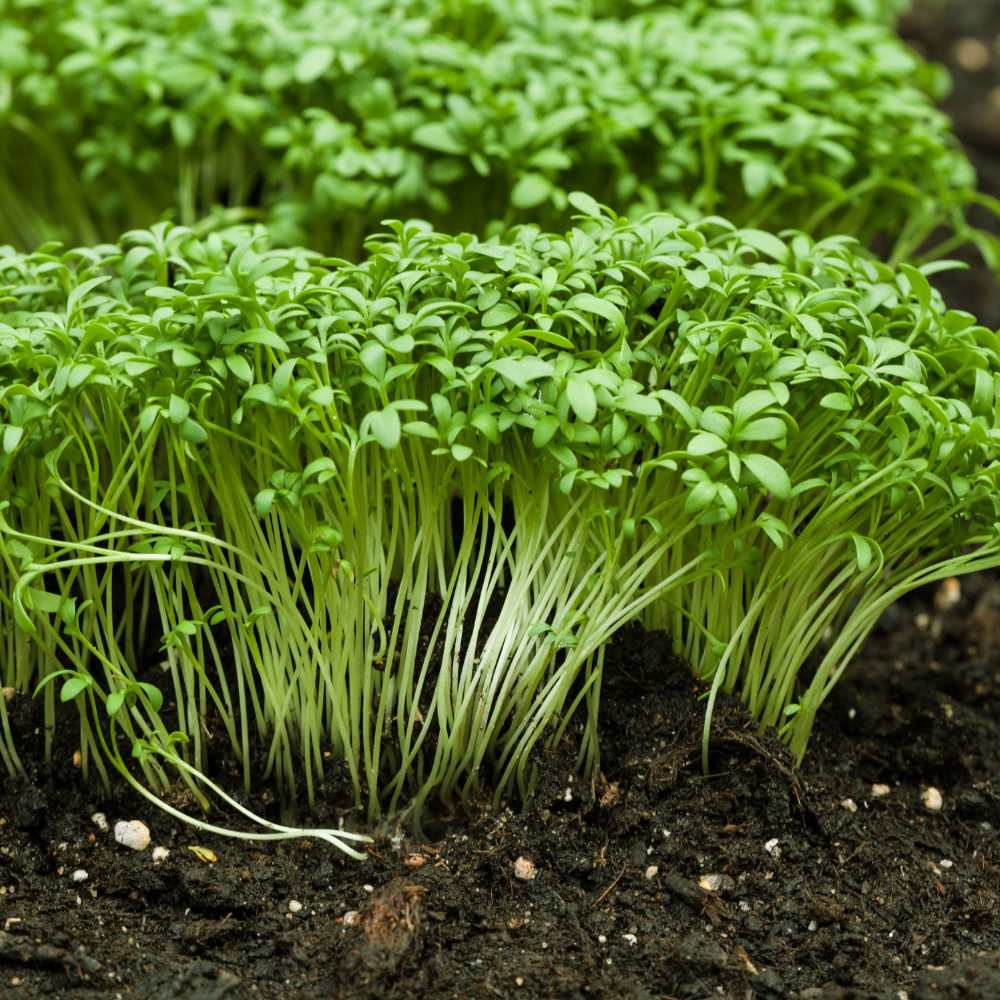 Upland Cress Samen thriving in container and raised bed gardens