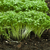 Upland Cress Samen thriving in container and raised bed gardens