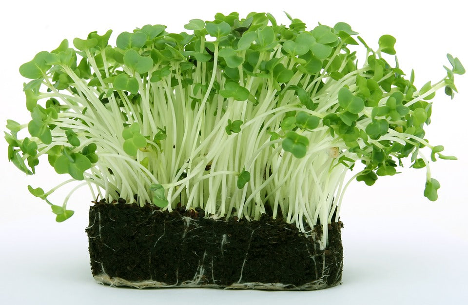 Peppery leafy green growth from gentechnikfrei Upland Cress Samen