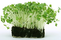 Peppery leafy green growth from gentechnikfrei Upland Cress Samen