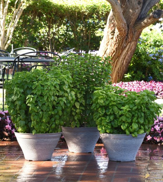 Upright basil with dense green foliage grown from Samen