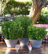 Upright basil with dense green foliage grown from Samen