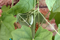 Melothria samen für urban and container gardens