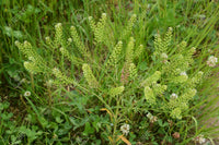 Pepperweed samen ideal für urban garten plots