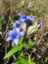 Gentiana Puberulenta Blumensamen zur Aussaat robust Sorte Traditionssorte & ohne Gentechnik Samen Hausgarten