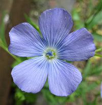Usitatissimum blume samen for anpflanzung and gardening