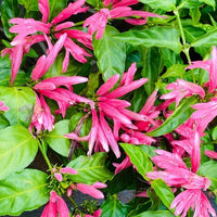 Flamingoblume Blumensamen zur Aussaat – Anzucht – Traditionssorte & ohne Gentechnik Samen Hausgarten