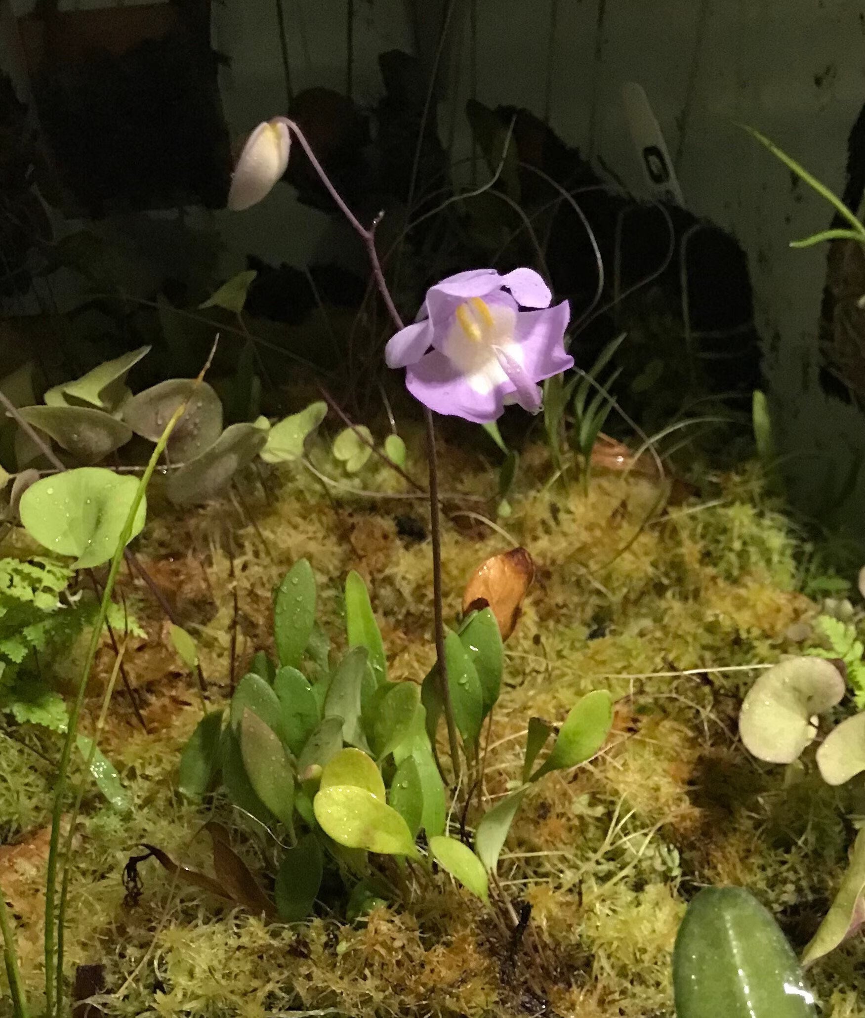 Utricularia arenaria carnivorous pflanze