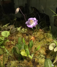 Utricularia arenaria carnivorous pflanze