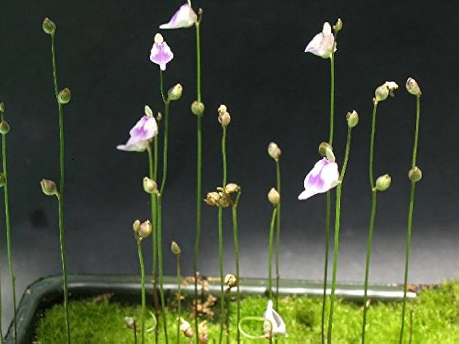 Utricularia arenaria in terrarium display