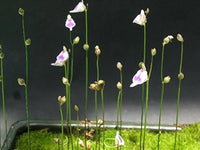 Utricularia arenaria in terrarium display