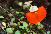 Utricularia Orange Blumensamen – einfache Aussaat Leitfaden