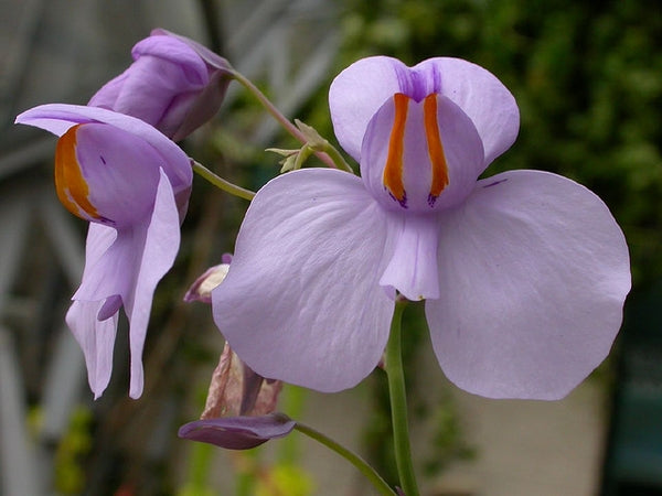 Utricularia Blumensamen zur Aussaat – Landhaus Garten wichtig – Traditionssorte & ohne Gentechnik Samen Hausgarten