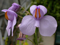 Utricularia Blumensamen zur Aussaat – Landhaus Garten wichtig – Traditionssorte & ohne Gentechnik Samen Hausgarten