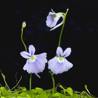 Blau Bladderwort Blumensamen zur Aussaat – pflegeleicht – Traditionssorte & ohne Gentechnik Samen Hausgarten