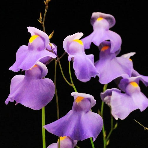 Rosa Utricularia Blumensamen zur Aussaat robust Sorte Traditionssorte & ohne Gentechnik Samen Hausgarten