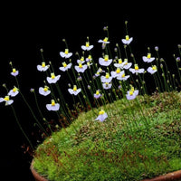 Weiß utricularia bisquamata blume samen for anpflanzung - compact growth, heirloom & gmo free samen for home garten
 
 sale for anpflanzung in home garten