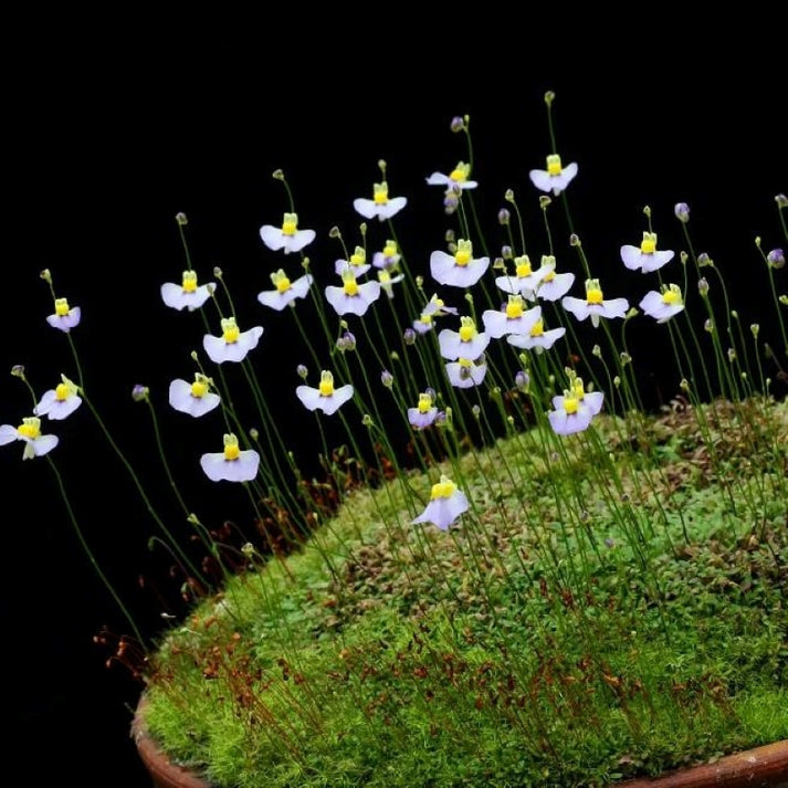 Weiß utricularia bisquamata blume samen for anpflanzung - compact growth, heirloom & gmo free samen for home garten
 
 sale for anpflanzung in home garten