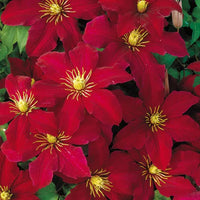 Kastanienrot Waldrebe Blumensamen zur Aussaat – Drought verträglich – Traditionssorte & ohne Gentechnik Samen Hausgarten