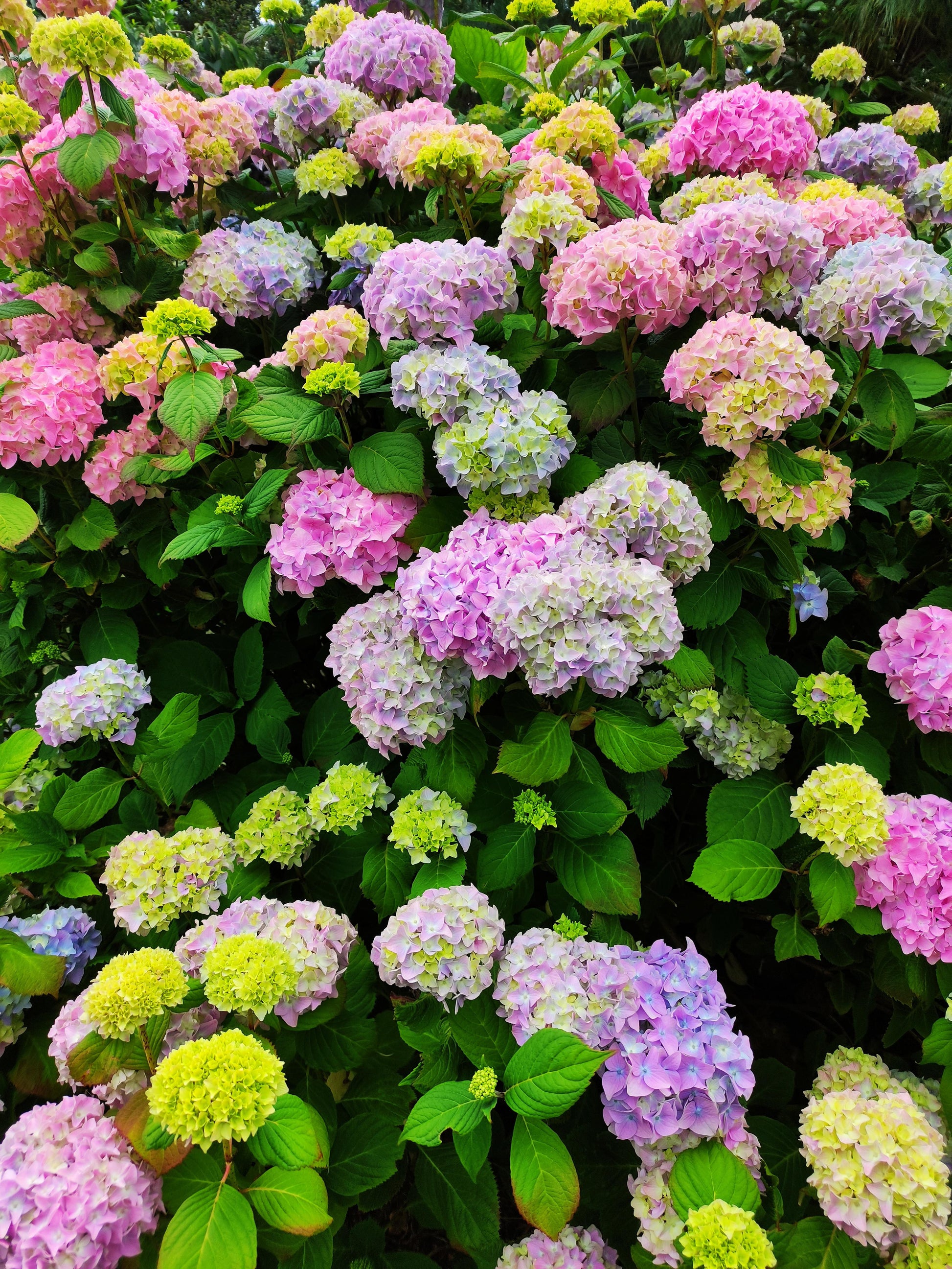 Pastel Rainbow Hortensie Blumensamen zur Aussaat – lang Blüte Saison – Traditionssorte & ohne Gentechnik Samen Hausgarten