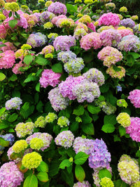 Pastel Rainbow Hortensie Blumensamen zur Aussaat – lang Blüte Saison – Traditionssorte & ohne Gentechnik Samen Hausgarten