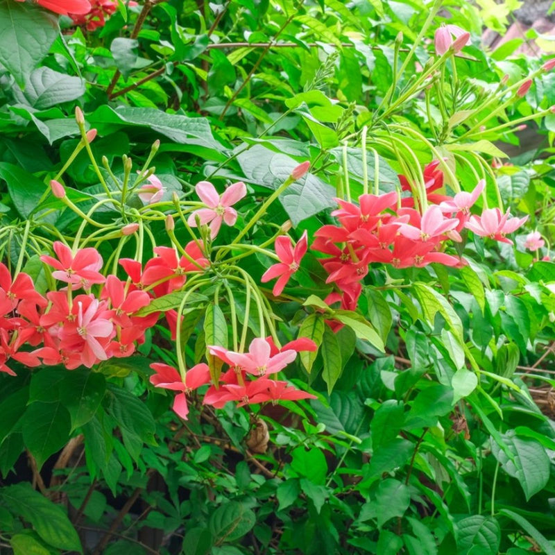 Quispualis Indica Blumensamen zur Aussaat – Schnitt Blume beliebt – Traditionssorte & ohne Gentechnik Samen Hausgarten