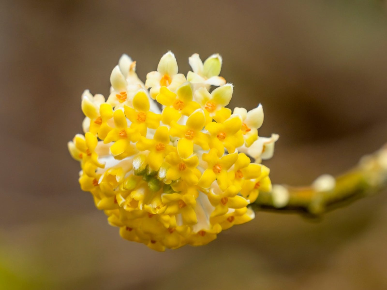 Edgeworthia Blumensamen zur Aussaat – hochwertige Qualitäts- – Traditionssorte & ohne Gentechnik Samen Hausgarten