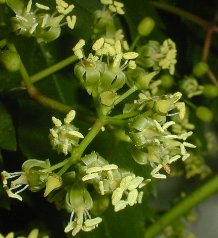 Parthenocissus Blumensamen zur Aussaat Wildblume Mischung Traditionssorte & ohne Gentechnik Samen Hausgarten