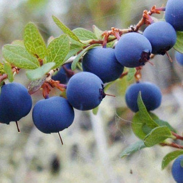 Vaccinium angustifolium plant growing