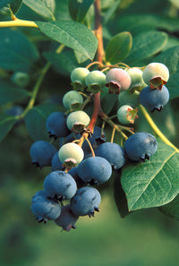 Blaue Vaccinium corymbosum Samen für einfaches Anpflanzen