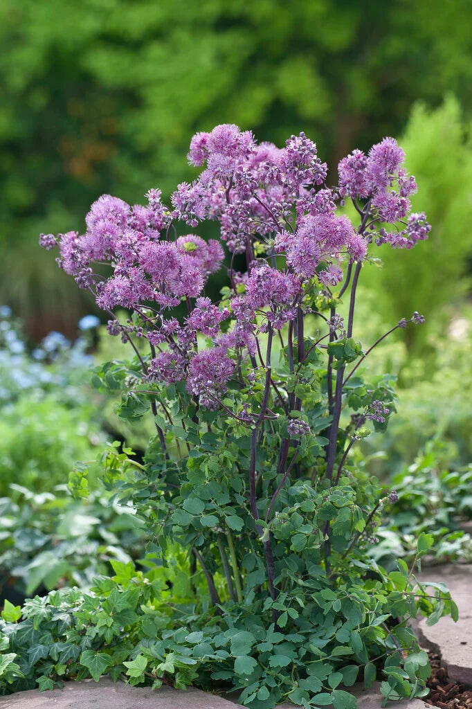 Thalictrum Blumensamen zur Aussaat hochwertige Qualitäts- Traditionssorte & ohne Gentechnik Samen Hausgarten