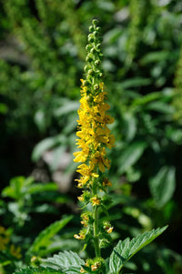 Agrimony Blumensamen zur Aussaat sonnenliebend Traditionssorte & ohne Gentechnik Samen Hausgarten