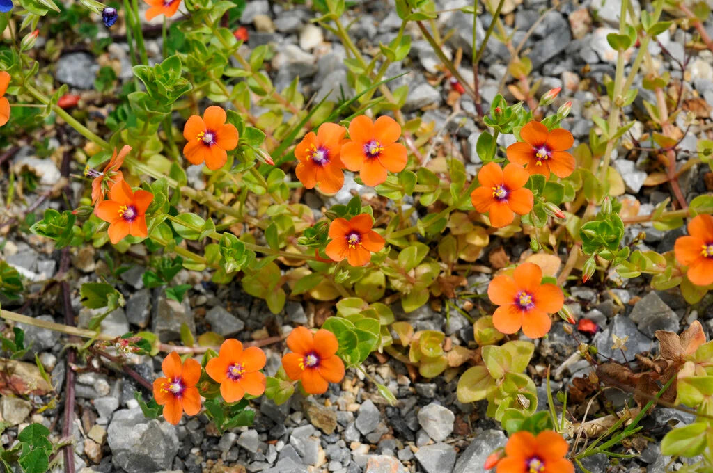 Orange Pimpernel Scarlet Blumensamen zur Aussaat leuchtend einjährig Blüten