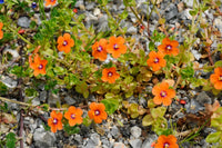 Orange Pimpernel Scarlet Blumensamen zur Aussaat leuchtend einjährig Blüten