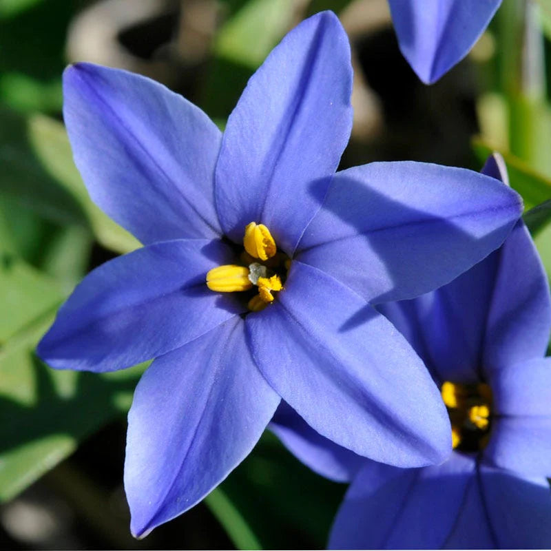 Starflower Samen einzigartig und farbenfroh Garten Decoration
