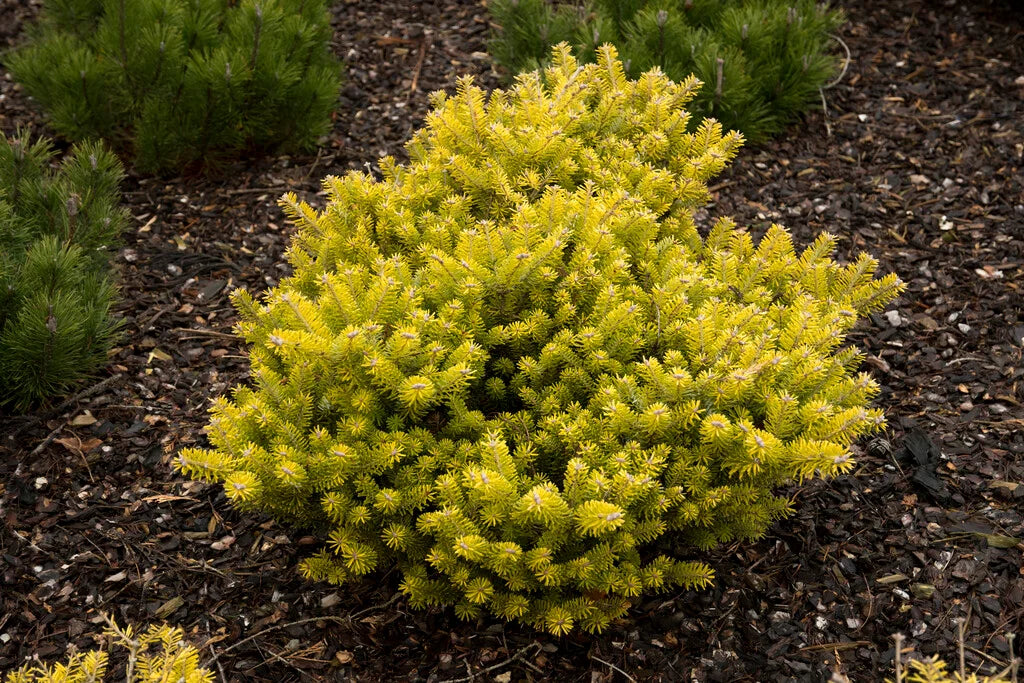 Abies Koreana Blumensamen zur Aussaat – Halbschatten verträglich – Traditionssorte & ohne Gentechnik Samen Hausgarten
