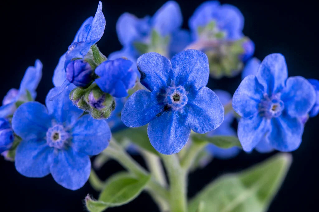 Cynoglossum Blumensamen zur Aussaat Anzucht Traditionssorte & ohne Gentechnik Samen Hausgarten