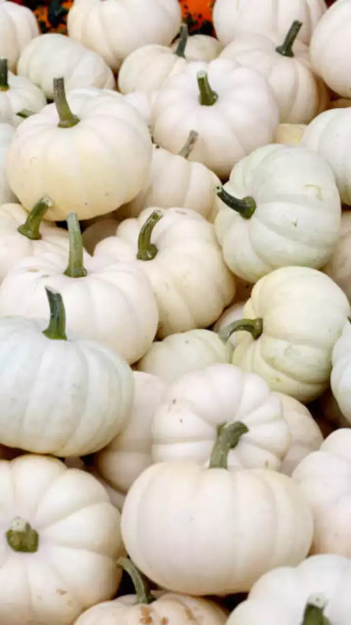 Valencia weiße pumpkin samen non gmo für aussaat
