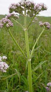 Green Fern-Like Leaves of Valerian Kraut Pflanze