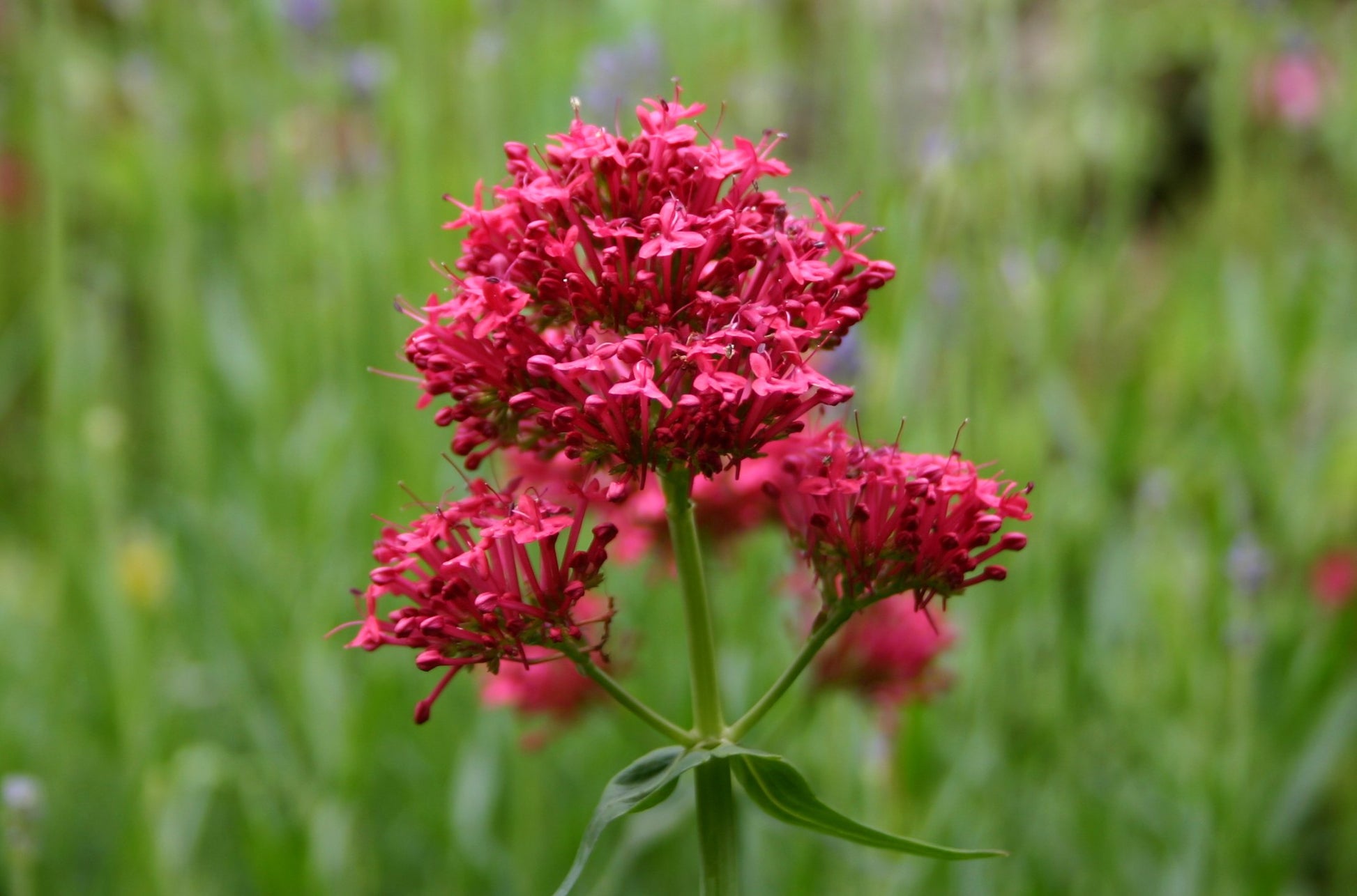 Rot Jupiter Blumensamen zur Aussaat – Schnitt Blume beliebt – Traditionssorte & ohne Gentechnik Samen Hausgarten