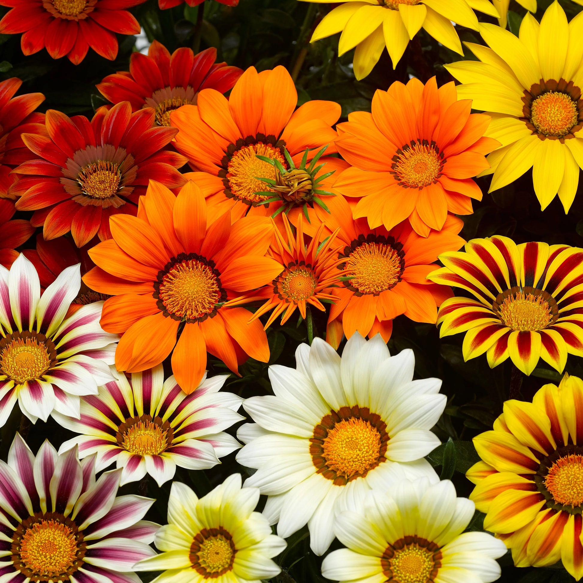 Mischung Mittagsgold Blumensamen zur Aussaat ideal Rabatten Traditionssorte & ohne Gentechnik Samen Hausgarten
