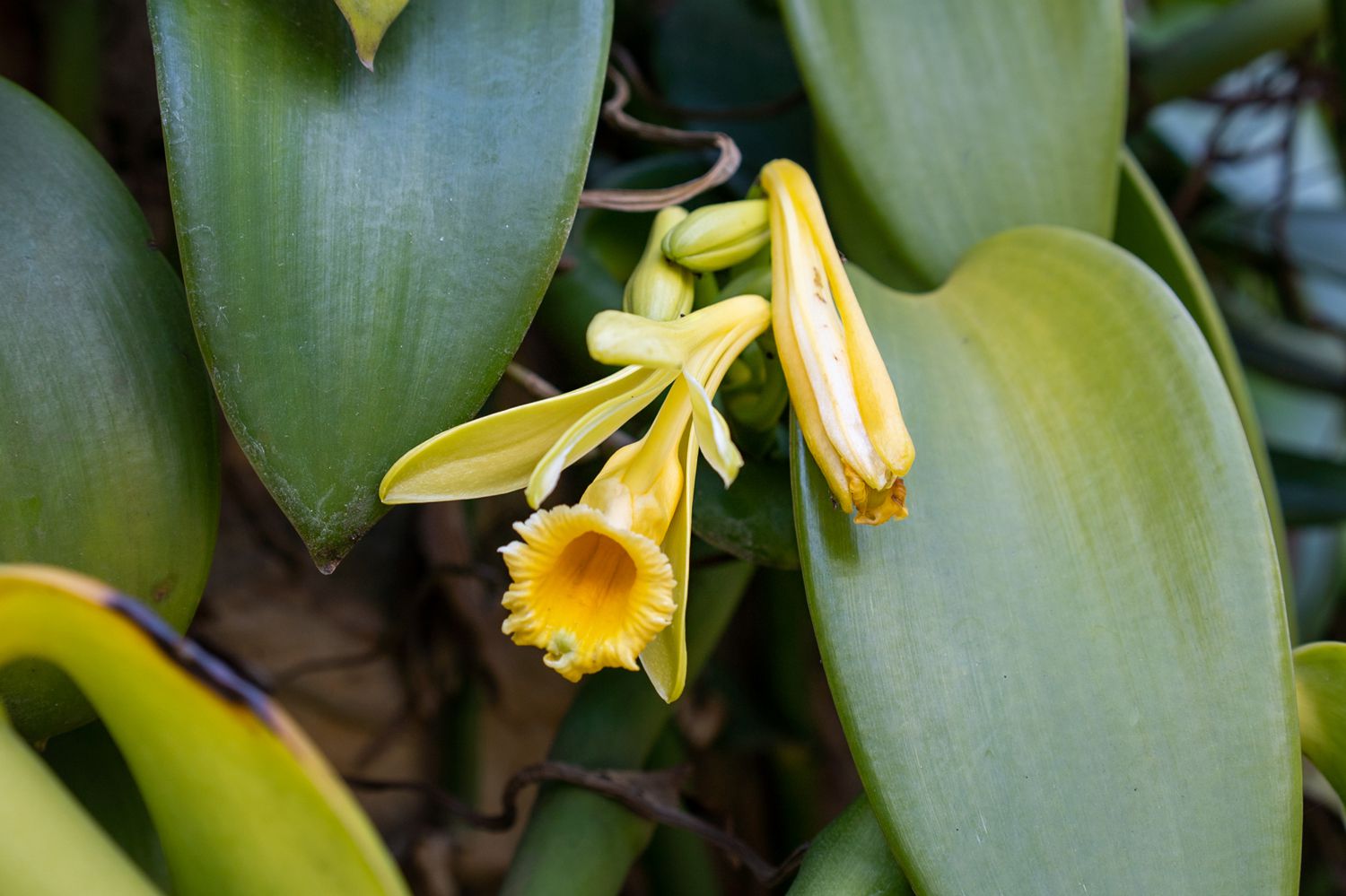 Vanilla Orchid Blume in Bloom