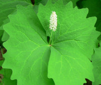 White spring Blumen produced by Vanilla Leaf Pflanzen