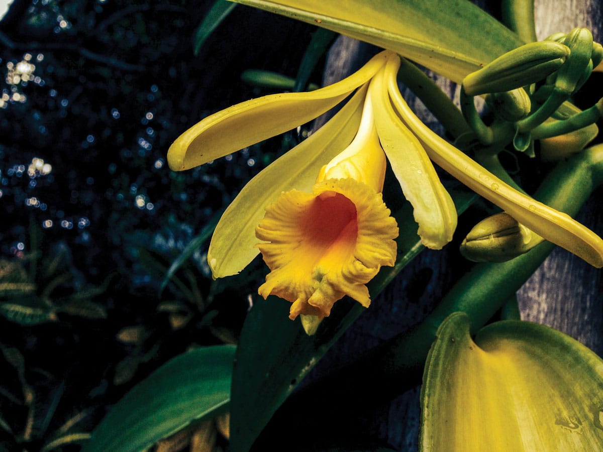 Beautiful creamy weiß vanilla orchid blooms