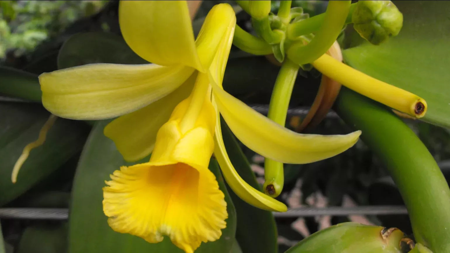 Vanilla orchid pflanzen wachsend innen in greenhouse