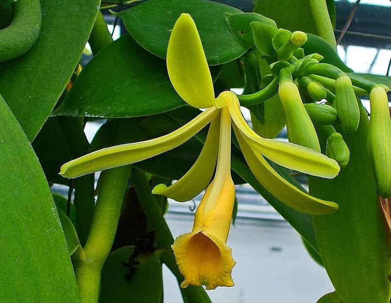 Sweet vanilla orchid blume samen for anpflanzung