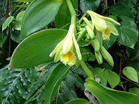 frisch Vanilla Pods on Pflanze
