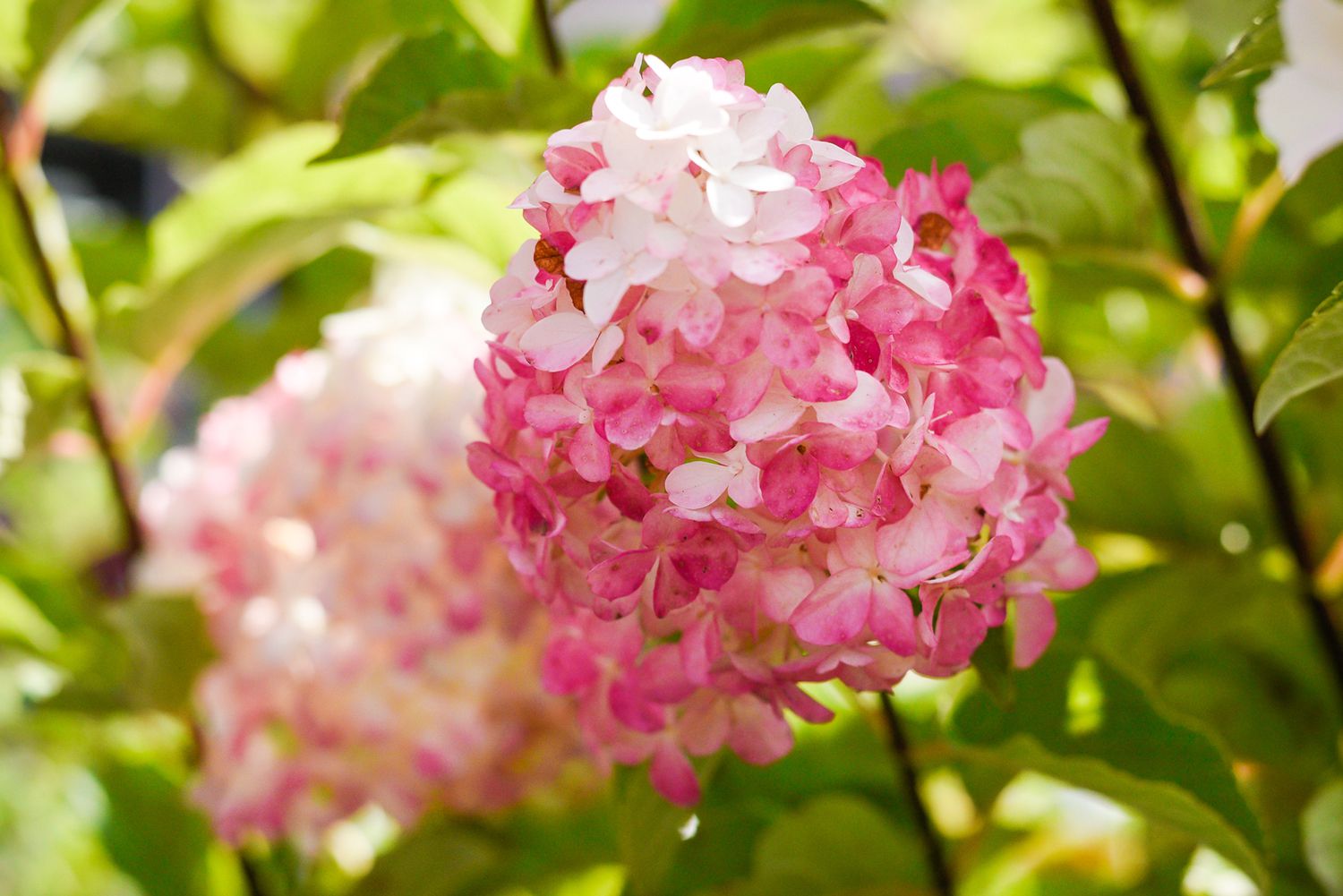 Rosa Vanilla Fraise Blumensamen zur Aussaat – hochwertige Qualitäts- – Traditionssorte & ohne Gentechnik Samen Hausgarten